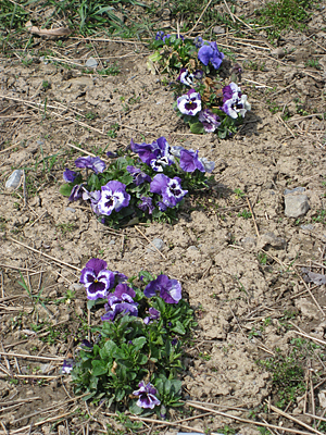 pansy mulched